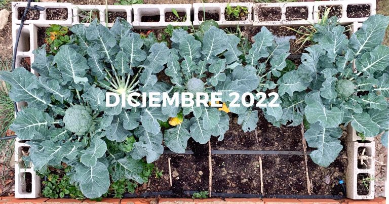Diario de huerto: Nuestro primer brócoli, plantando hojas y un buen agujero